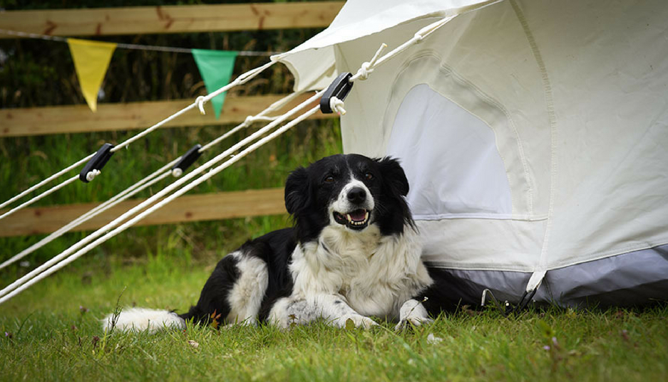 Newark All About Dogs Shows