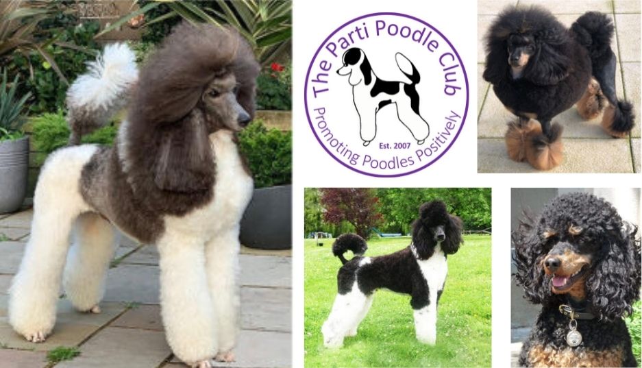 Newbury All About Dogs Shows   Poodles Website Image 