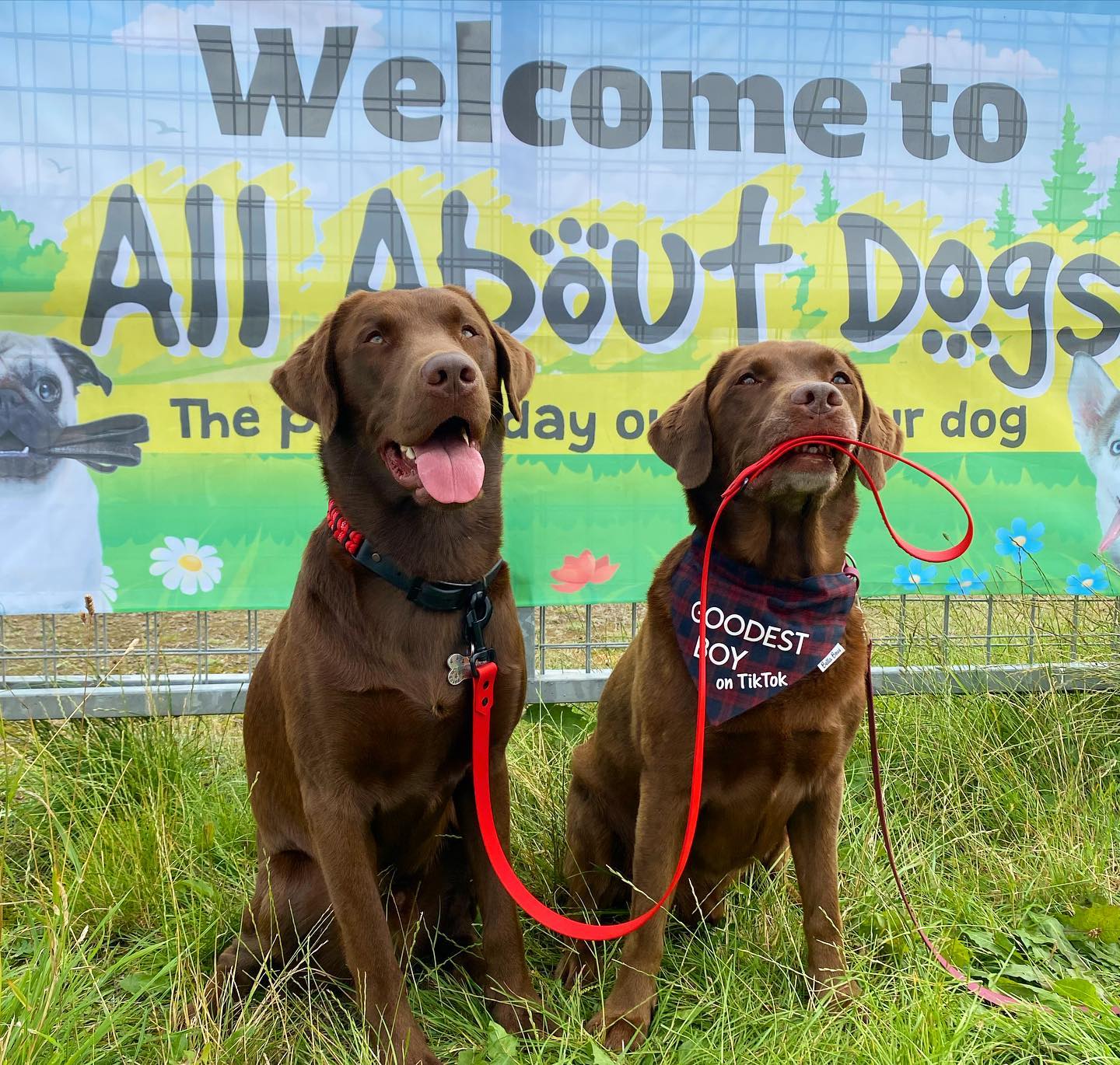 Good Boy Ollie Q A All About Dogs Shows   Good.boy .ollie At Aad 